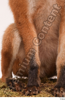 Fox  2 leg 0002.jpg